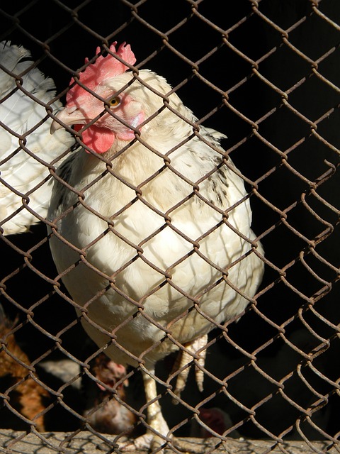 自身战略 自身战略