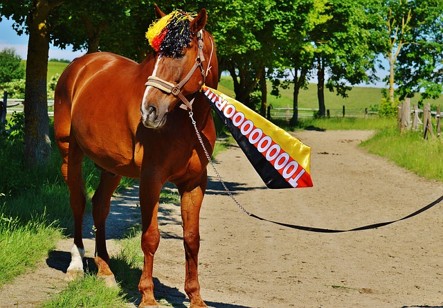 在竞技体育 在竞技体育